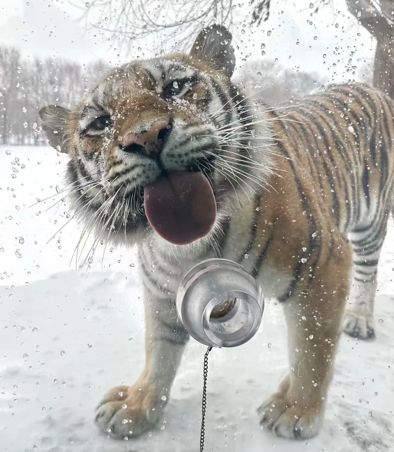 A Siberian tiger in the snow