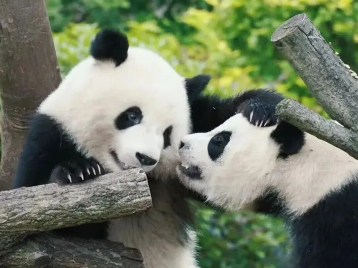 Sichuan: Pandas and Leshan