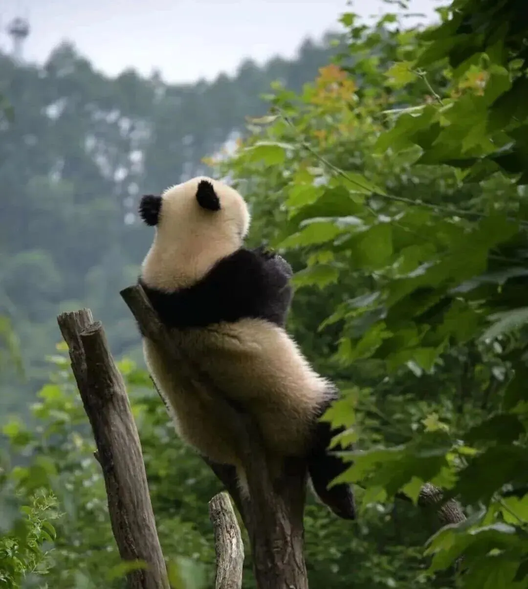 A giant panda in Chengdu